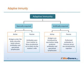 7
Active Passive Active Passive
Antigens enter the
body naturally;
body induces
antibodies and
specialized
lymphocytes
Antigens are
introduced by
vaccination; body
produces
antibodies and
specialized
lymphocytes
Antibodies pass
from mother to
fetus via placenta
or to infant via the
mother’s milk
Preformed
antibodies in
immune serum
are introduced by
injection
Adaptive Immunity
Naturally acquired Artificially acquired
Adaptive Immunity
 