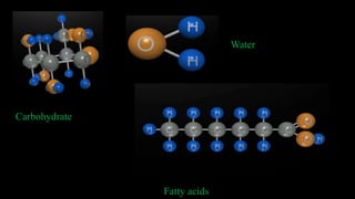 Carbohydrate
Water
Fatty acids
 