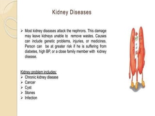 Basic of Nephrology for nursing students.pptx
