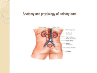 Basic of Nephrology for nursing students.pptx