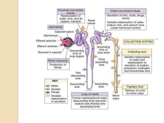 Basic of Nephrology for nursing students.pptx