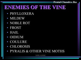 Pratul Chandra Jha

ENEMIES OF THE VINE
•
•
•
•
•
•
•
•
•

PHYLLOXERA
MILDEW
NOBLE ROT
FROST
HAIL
OIDIUM
COULURE
CHLOROSIS
PYRALIS & OTHER VINE MOTHS
SUNIL KUMAR

 