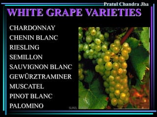 Pratul Chandra Jha

WHITE GRAPE VARIETIES
CHARDONNAY
CHENIN BLANC
RIESLING
SEMILLON

SAUVIGNON BLANC
GEWÜRZTRAMINER
MUSCATEL
PINOT BLANC
PALOMINO
SUNIL KUMAR

 