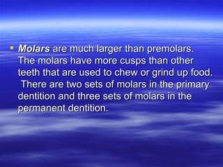 Molars  are much larger than premolars.  The molars have more cusps than other teeth that are used to chew or grind up food.  There are two sets of molars in the primary dentition and three sets of molars in the permanent dentition. 
