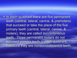 In each quadrant there are five permanent teeth (central, lateral, canine, & premolars) that succeed or take the place of the five primary teeth (central, lateral, canine, & molars), they are called  succedaneous  teeth.  Three permanent molars do not succeed primary teeth in each quadrant; therefore they are  nonsuccedaneous  teeth. 