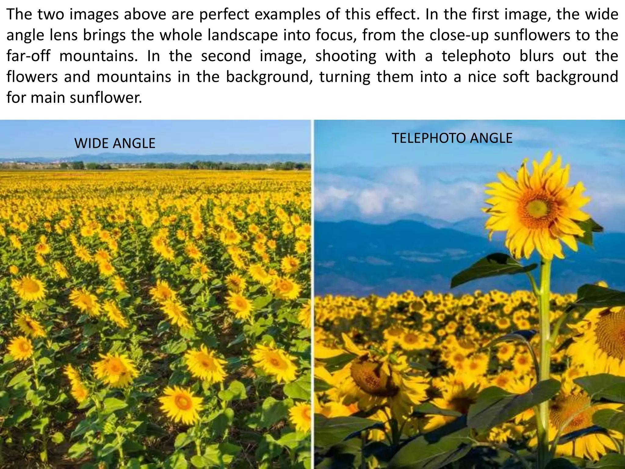 The two images above are perfect examples of this effect. In the first image, the wide
angle lens brings the whole landscape into focus, from the close-up sunflowers to the
far-off mountains. In the second image, shooting with a telephoto blurs out the
flowers and mountains in the background, turning them into a nice soft background
for main sunflower.
WIDE ANGLE TELEPHOTO ANGLE
 