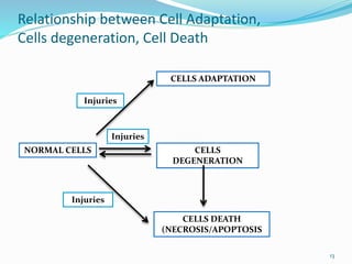 basic pathology.pdf