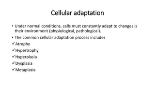 Basic Pathology I.pptx