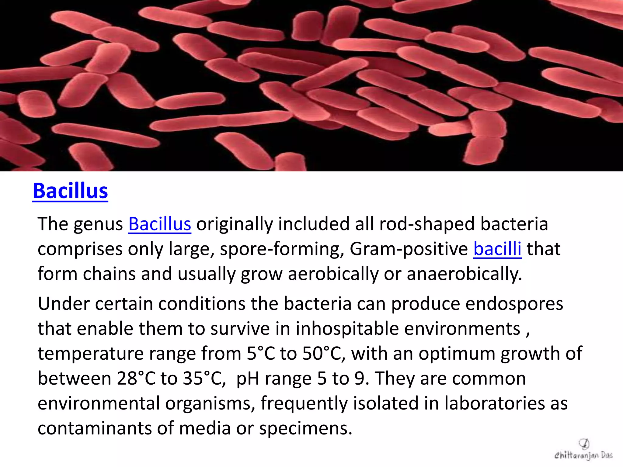 Api Bacilus Introduction to Basic Pharmaceutical Microbiology | PPTX