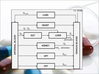 Basic pharmacokinetics and compartment modelling | PPT