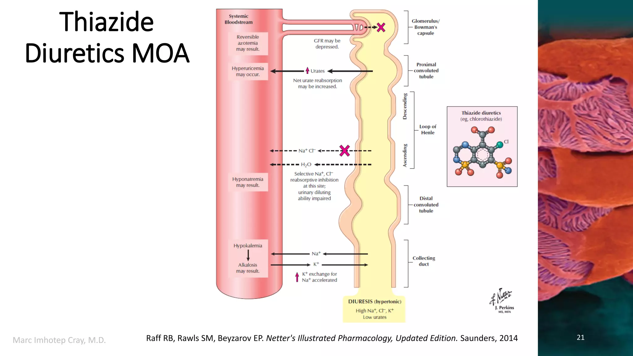 Basic Pharmacology of Diuretics | PDF