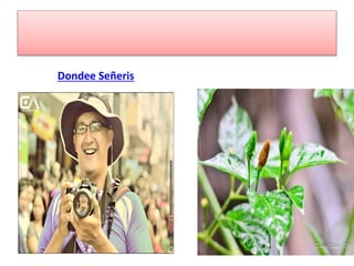 Dondee Señeris
 