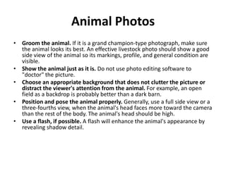 Animal Photos
• Groom the animal. If it is a grand champion-type photograph, make sure
  the animal looks its best. An effective livestock photo should show a good
  side view of the animal so its markings, profile, and general condition are
  visible.
• Show the animal just as it is. Do not use photo editing software to
  "doctor" the picture.
• Choose an appropriate background that does not clutter the picture or
  distract the viewer's attention from the animal. For example, an open
  field as a backdrop is probably better than a dark barn.
• Position and pose the animal properly. Generally, use a full side view or a
  three-fourths view, when the animal's head faces more toward the camera
  than the rest of the body. The animal's head should be high.
• Use a flash, if possible. A flash will enhance the animal's appearance by
  revealing shadow detail.
 