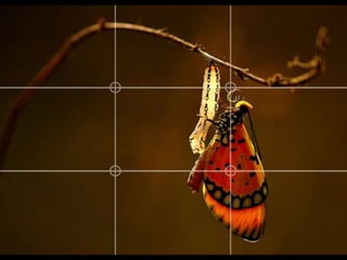 Types of Composition
 