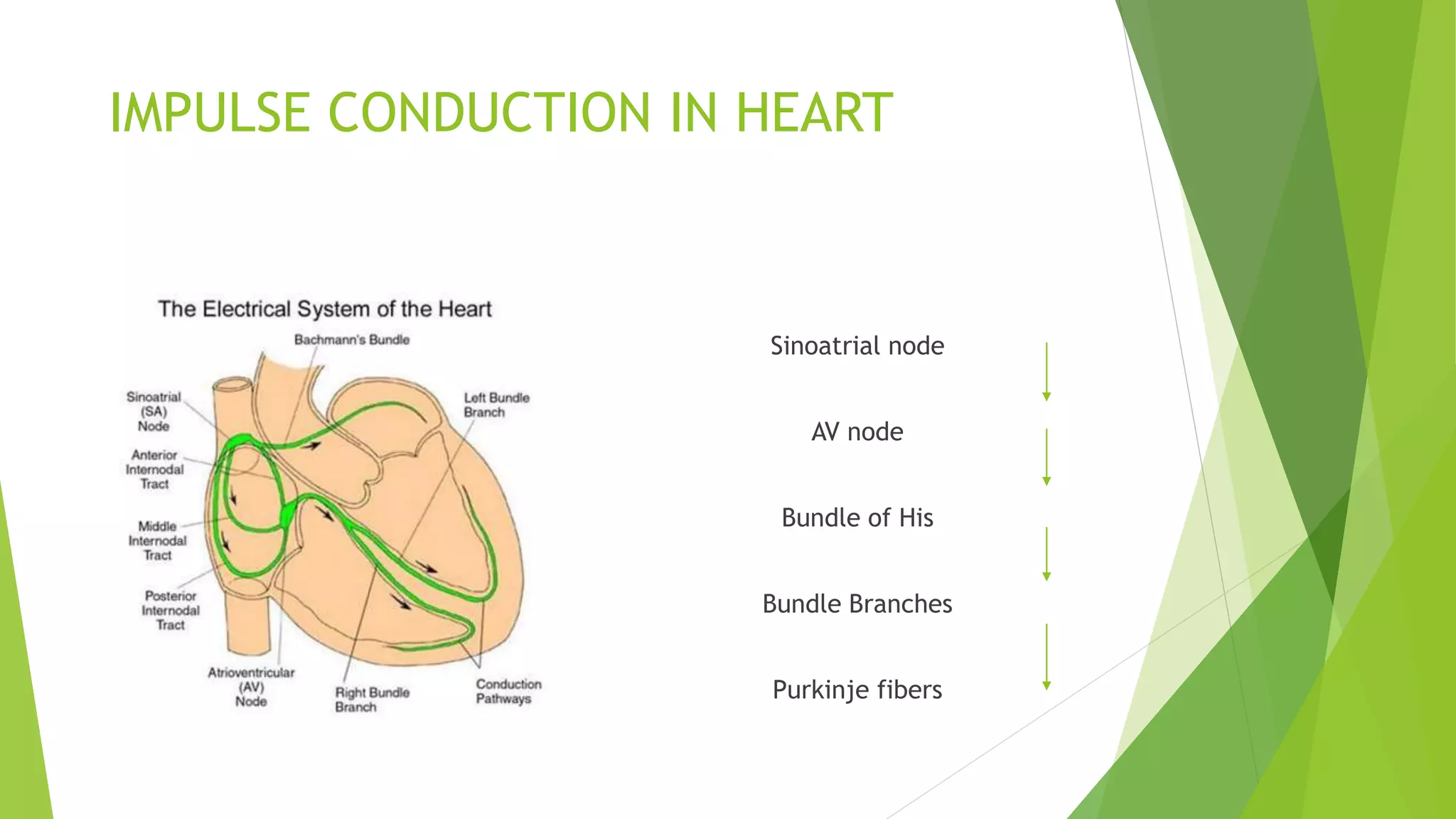 IMPULSE CONDUCTION IN HEART
Sinoatrial node
AV node
Bundle of His
Bundle Branches
Purkinje fibers
 