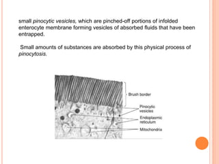 small pinocytic vesicles, which are pinched-off portions of infolded
enterocyte membrane forming vesicles of absorbed fluids that have been
entrapped.
Small amounts of substances are absorbed by this physical process of
pinocytosis.
 