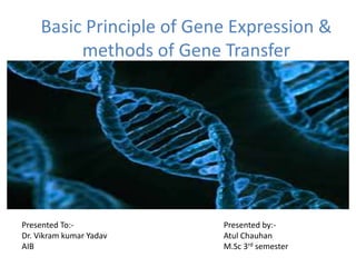 Basic Principle of Gene Expression &
methods of Gene Transfer
Presented To:-
Dr. Vikram kumar Yadav
AIB
Presented by:-
Atul Chauhan
M.Sc 3rd semester
 