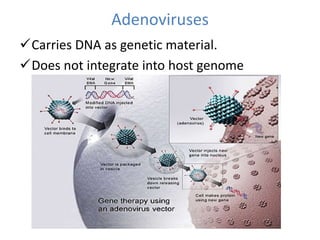 Adenoviruses
Carries DNA as genetic material.
Does not integrate into host genome
 