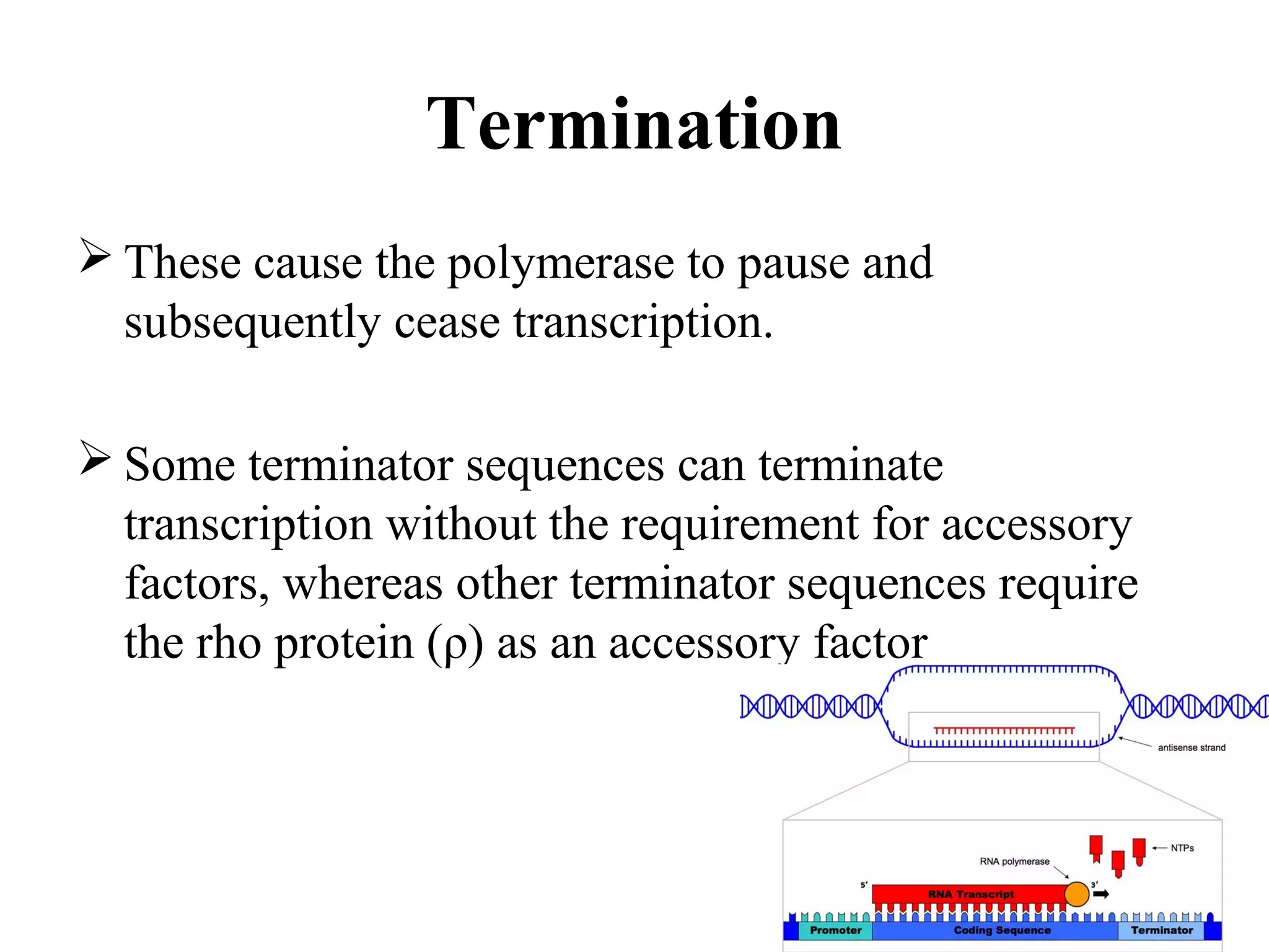 Basic principle of transcription | PPT