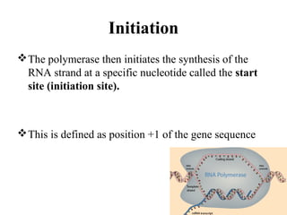 Initiation
The polymerase then initiates the synthesis of the
RNA strand at a specific nucleotide called the start
site (initiation site).
This is defined as position +1 of the gene sequence
 
