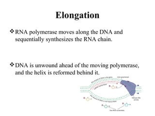 Elongation
RNA polymerase moves along the DNA and
sequentially synthesizes the RNA chain.
DNA is unwound ahead of the moving polymerase,
and the helix is reformed behind it.
 