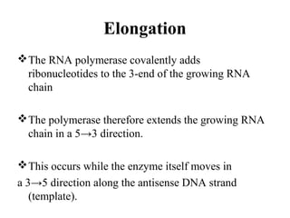 Elongation
The RNA polymerase covalently adds
ribonucleotides to the 3-end of the growing RNA
chain
The polymerase therefore extends the growing RNA
chain in a 5→3 direction.
This occurs while the enzyme itself moves in
a 3→5 direction along the antisense DNA strand
(template).
 