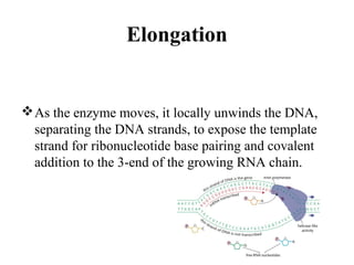 Elongation
As the enzyme moves, it locally unwinds the DNA,
separating the DNA strands, to expose the template
strand for ribonucleotide base pairing and covalent
addition to the 3-end of the growing RNA chain.
 