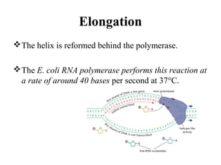 Elongation
The helix is reformed behind the polymerase.
The E. coli RNA polymerase performs this reaction at
a rate of around 40 bases per second at 37°C.
 