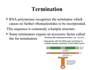 Termination
 RNA polymerase recognizes the terminator which
causes no further ribonucleotides to be incorporated.
This sequence is commonly a hairpin structure.
 Some terminators require an accessory factor called
rho for termination.
 