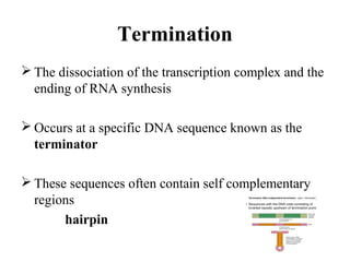 Termination
 The dissociation of the transcription complex and the
ending of RNA synthesis
 Occurs at a specific DNA sequence known as the
terminator
 These sequences often contain self complementary
regions
hairpin
 