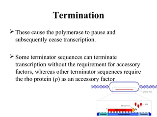 Termination
 These cause the polymerase to pause and
subsequently cease transcription.
 Some terminator sequences can terminate
transcription without the requirement for accessory
factors, whereas other terminator sequences require
the rho protein (ρ) as an accessory factor
 