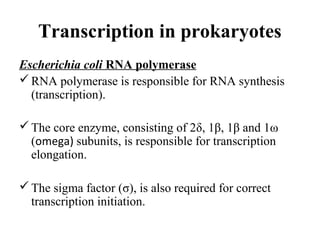 Transcription in prokaryotes
Escherichia coli RNA polymerase
RNA polymerase is responsible for RNA synthesis
(transcription).
The core enzyme, consisting of 2δ, 1β, 1β and 1ω
(omega) subunits, is responsible for transcription
elongation.
The sigma factor (σ), is also required for correct
transcription initiation.
 