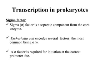 Transcription in prokaryotes
Sigma factor
 Sigma (σ) factor is a separate component from the core
enzyme.
 Escherichia coli encodes several factors, the most
common being σ 70.
 A σ factor is required for initiation at the correct
promoter site.
 