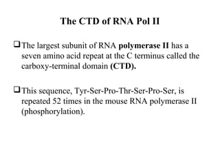 The CTD of RNA Pol II
The largest subunit of RNA polymerase II has a
seven amino acid repeat at the C terminus called the
carboxy-terminal domain (CTD).
This sequence, Tyr-Ser-Pro-Thr-Ser-Pro-Ser, is
repeated 52 times in the mouse RNA polymerase II
(phosphorylation).
 