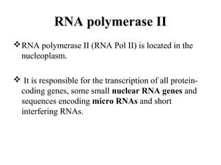 RNA polymerase II
RNA polymerase II (RNA Pol II) is located in the
nucleoplasm.
 It is responsible for the transcription of all protein-
coding genes, some small nuclear RNA genes and
sequences encoding micro RNAs and short
interfering RNAs.
 