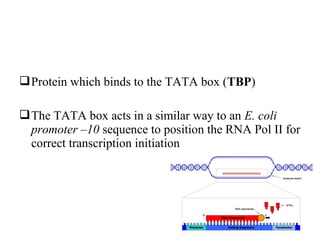 Protein which binds to the TATA box (TBP)
The TATA box acts in a similar way to an E. coli
promoter –10 sequence to position the RNA Pol II for
correct transcription initiation
 