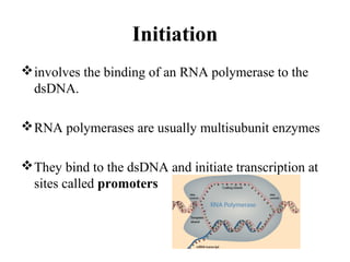 Initiation
involves the binding of an RNA polymerase to the
dsDNA.
RNA polymerases are usually multisubunit enzymes
They bind to the dsDNA and initiate transcription at
sites called promoters
 