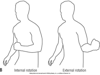 Basic principles of Kinesiology