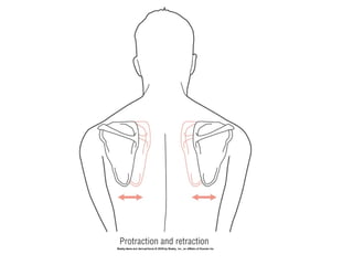 Basic principles of Kinesiology