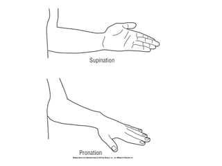 Basic principles of Kinesiology