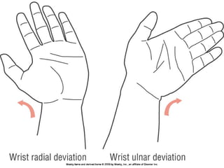 Basic principles of Kinesiology