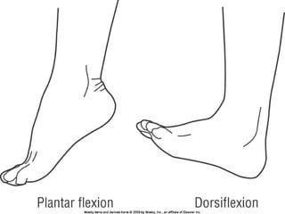 Basic principles of Kinesiology