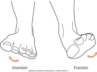Basic principles of Kinesiology