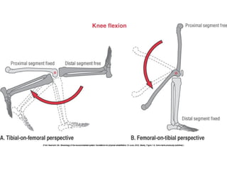 Basic principles of Kinesiology