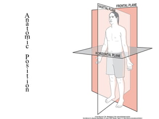 Basic principles of Kinesiology