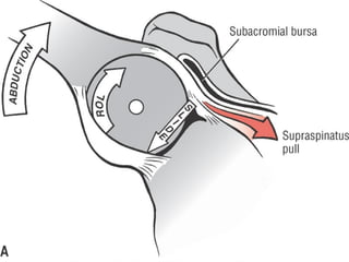 Basic principles of Kinesiology