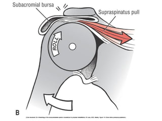 Basic principles of Kinesiology
