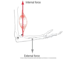 Basic principles of Kinesiology