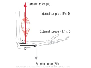 Basic principles of Kinesiology