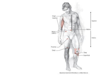 Basic principles of Kinesiology